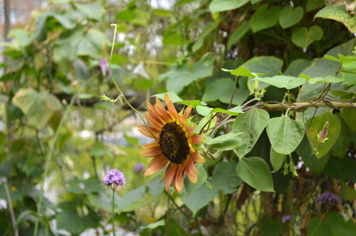Sonnenblume August
