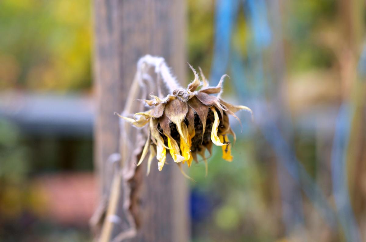Sonnenblume Oktober16