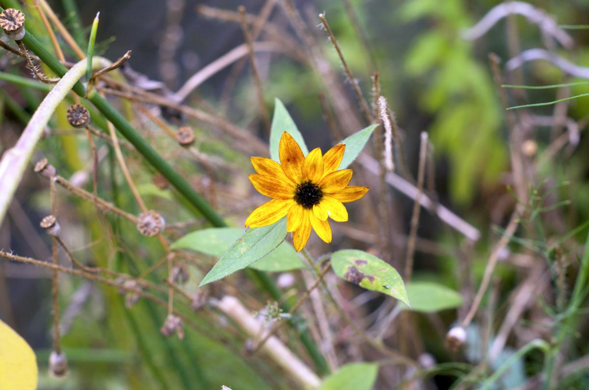 Sonnenblume September16