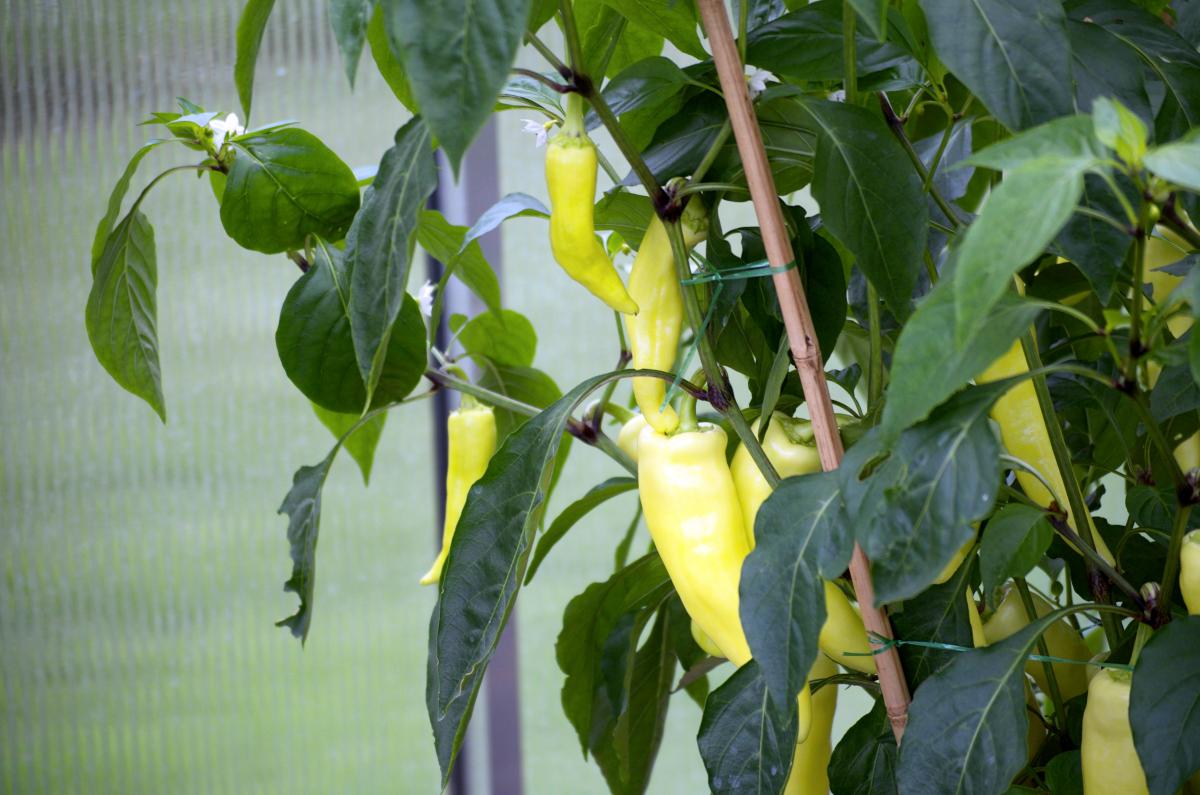 Spitzpaprika Volmary