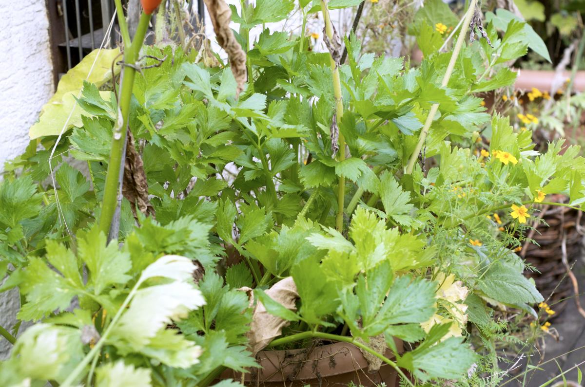 Stangensellerie September16