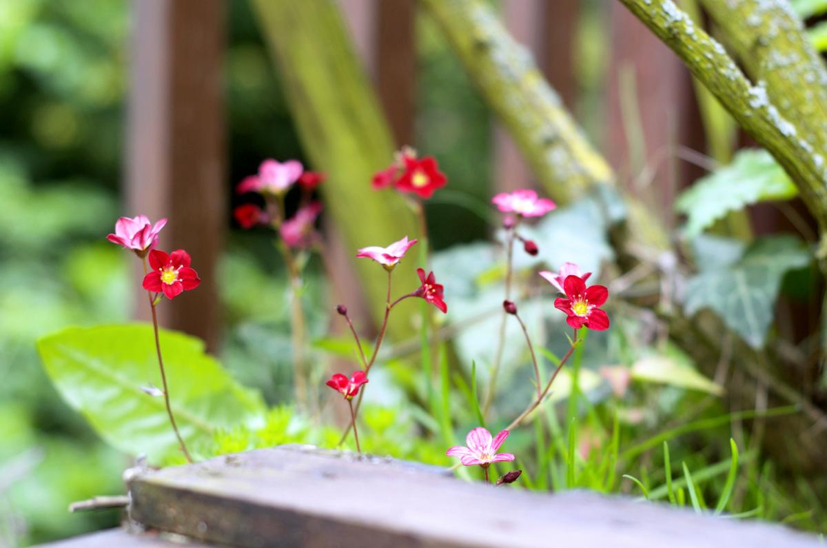 Steinbrech April2017