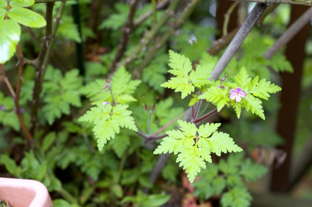 Storchschnabel April 2018