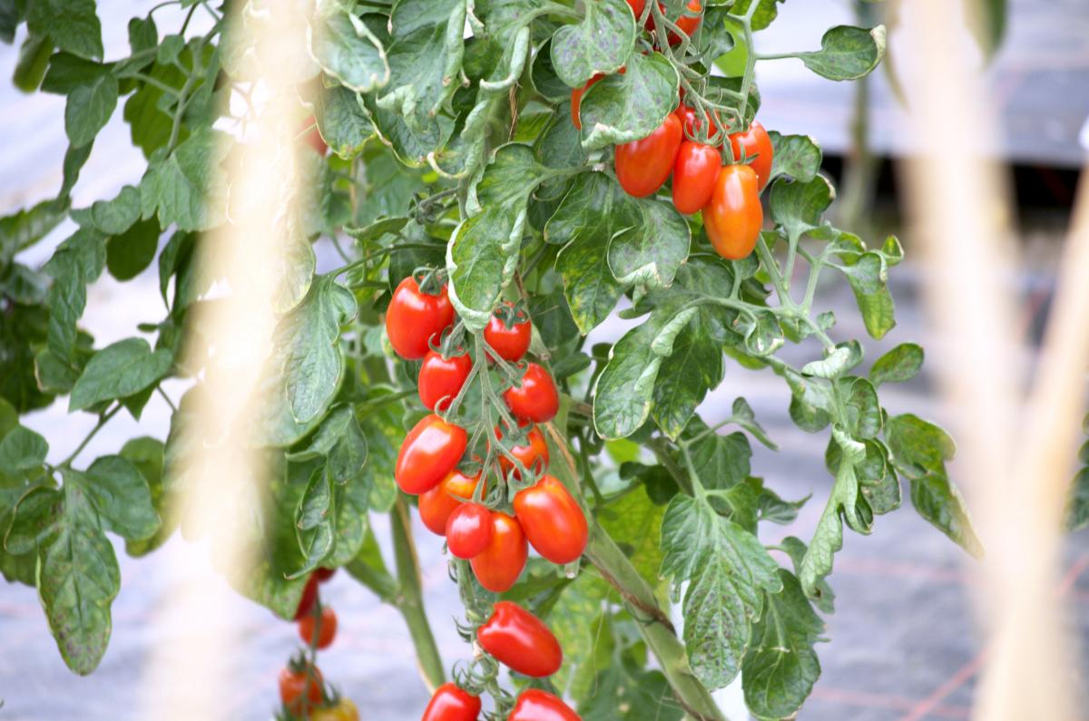 Tomatengewaechshaus Volmary