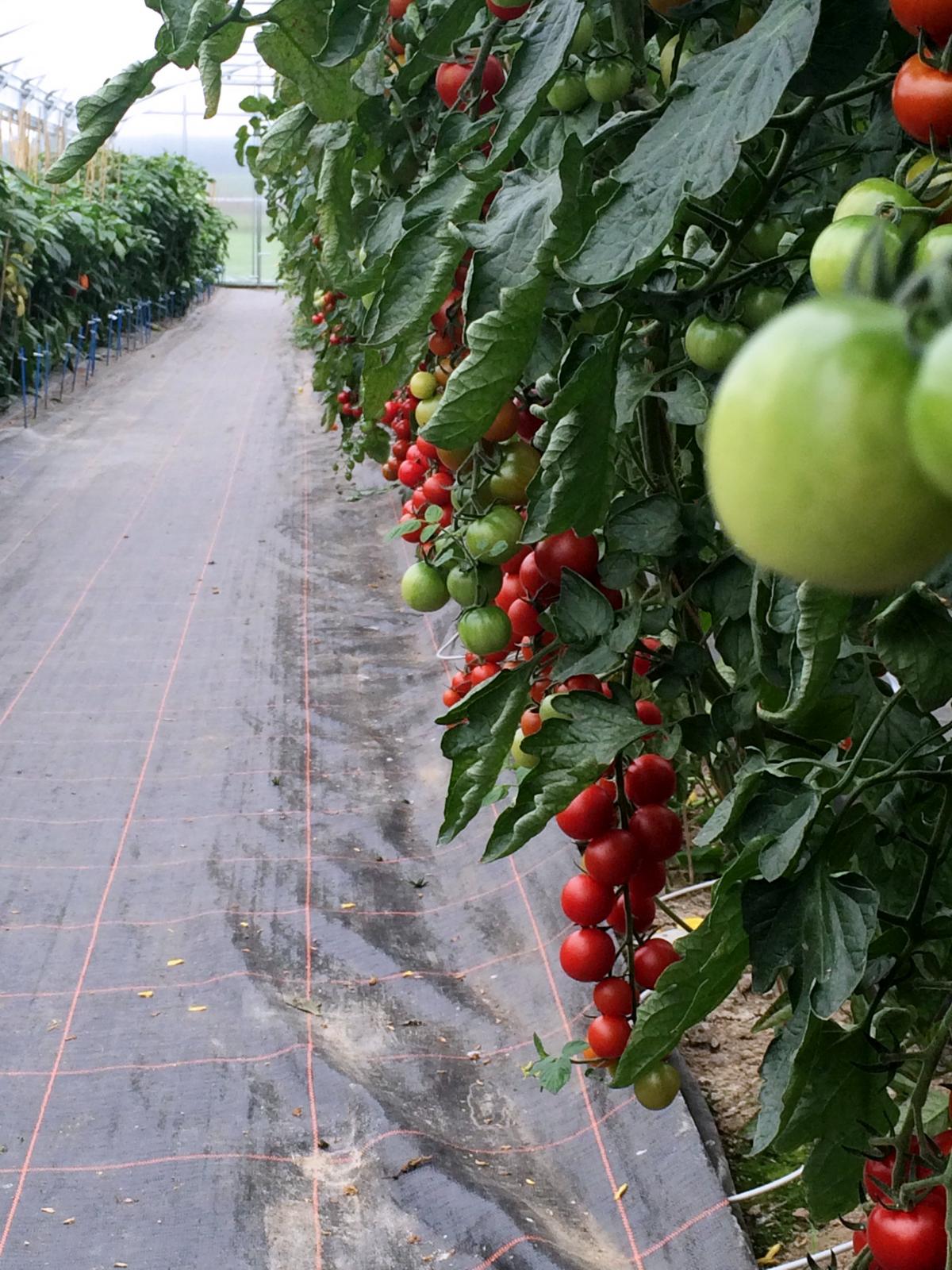 Tomatenhaus Volmary