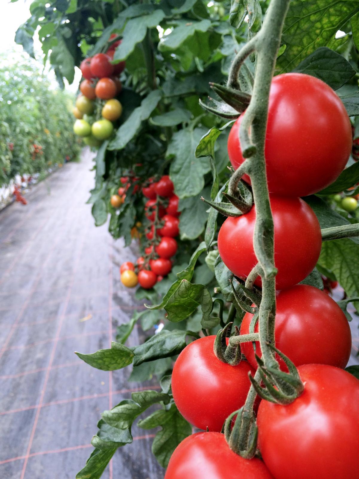 Tomatenhaus Volmary2