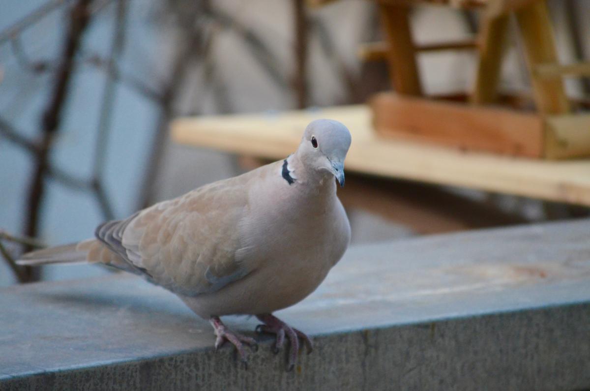Türkentaube_YOKGartenDezember15