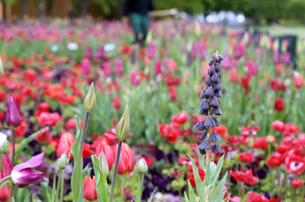 Tulpenpracht auf der IGA Berlin