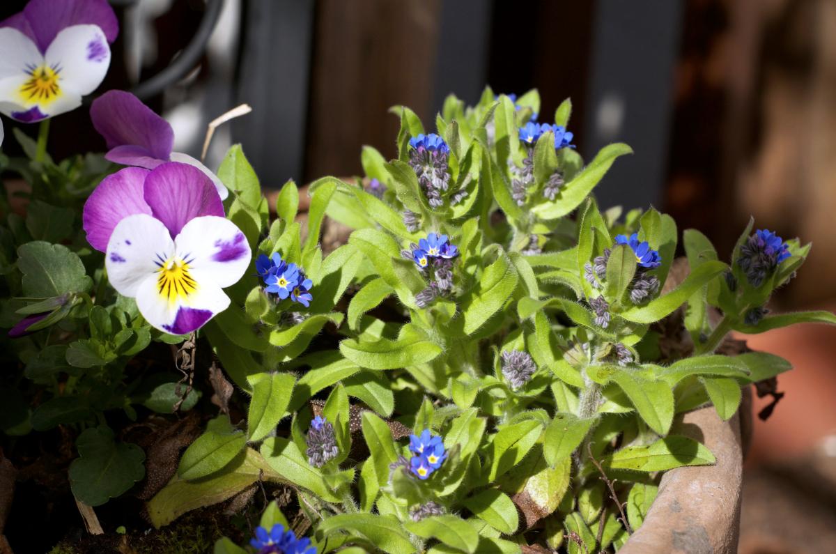 Vergissmeinnicht Maerz17