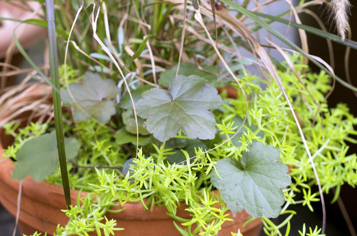 Volmarys Herbstzauber September16