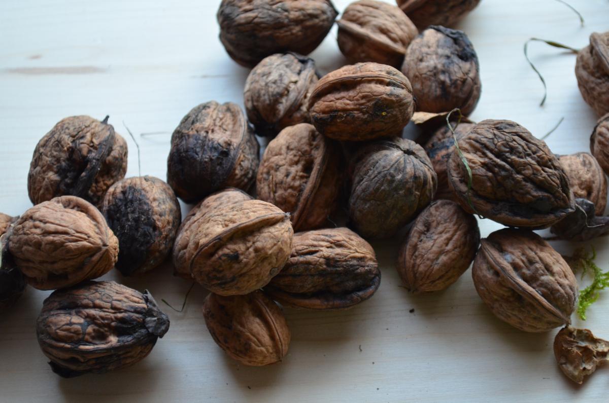 Walnüsse