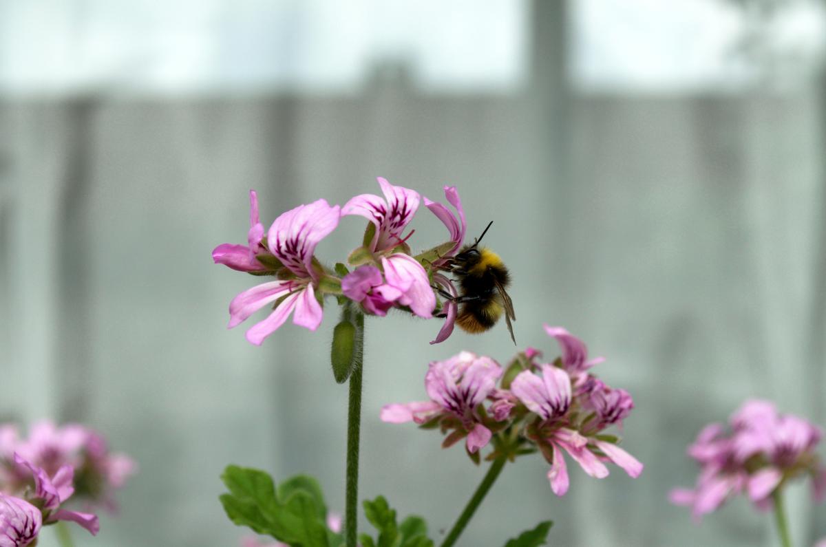 Wildbiene an Duftgeranie