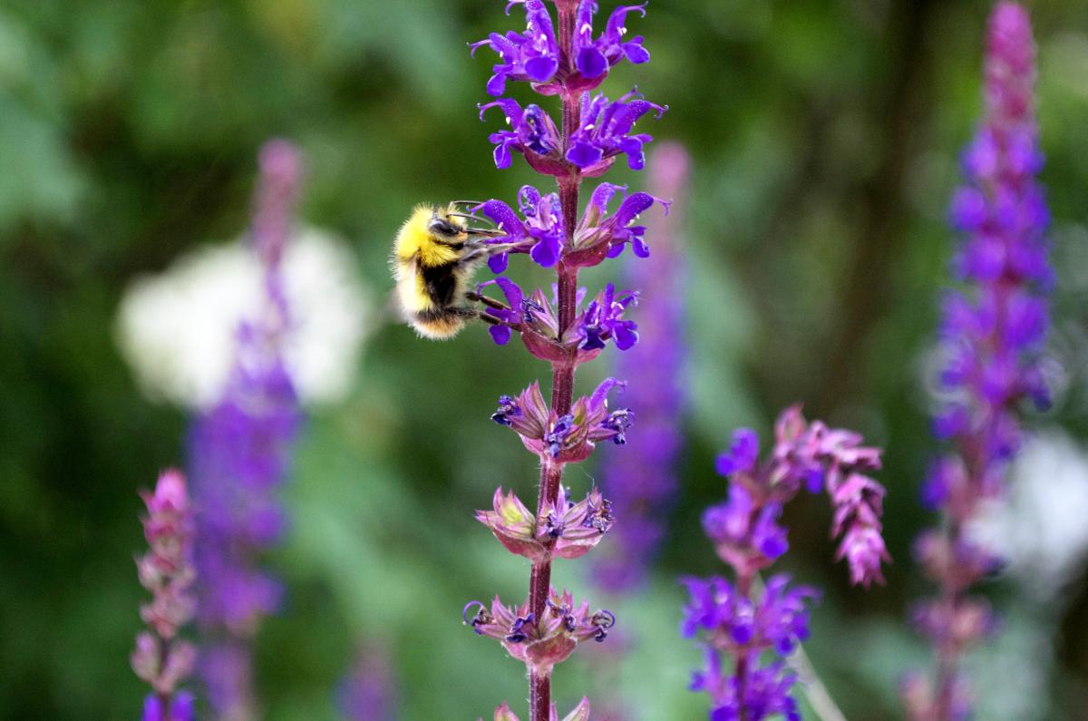 Wildbiene an Gartensalbei