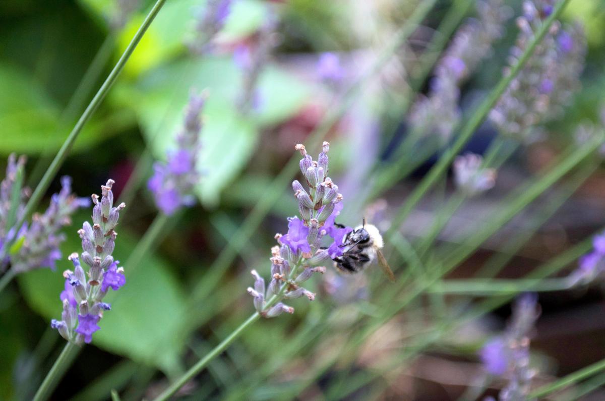 Wildbiene an Lavendel