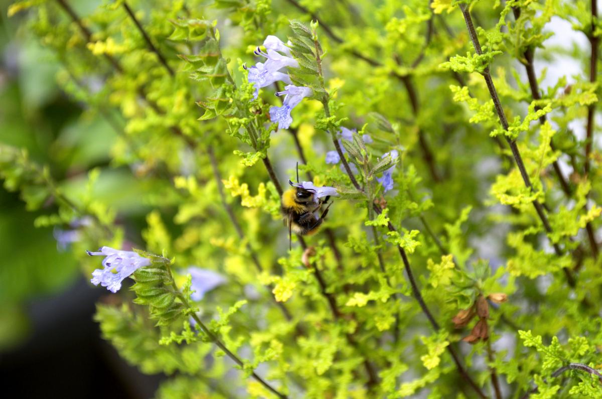Wildbiene an Zahnsalbei