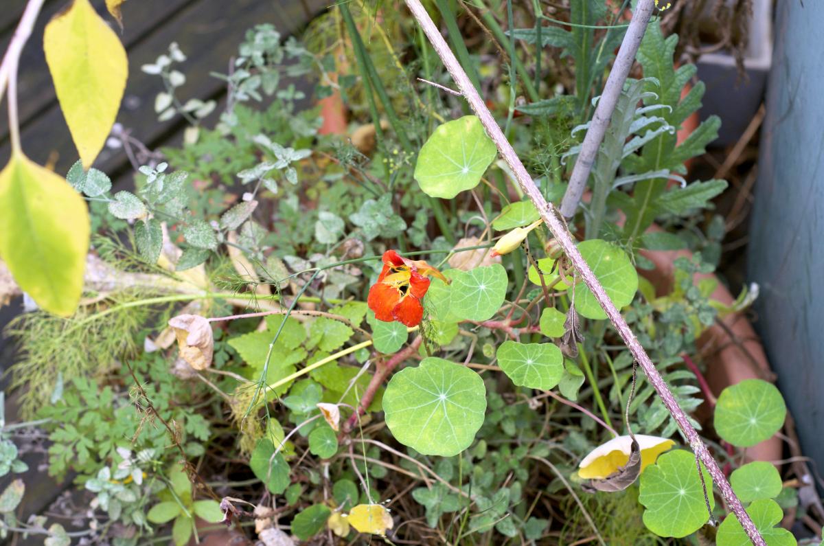 Wildwuchs September16