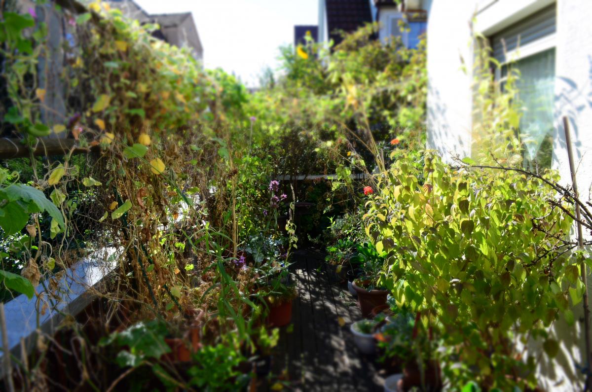 YOK Garden in September