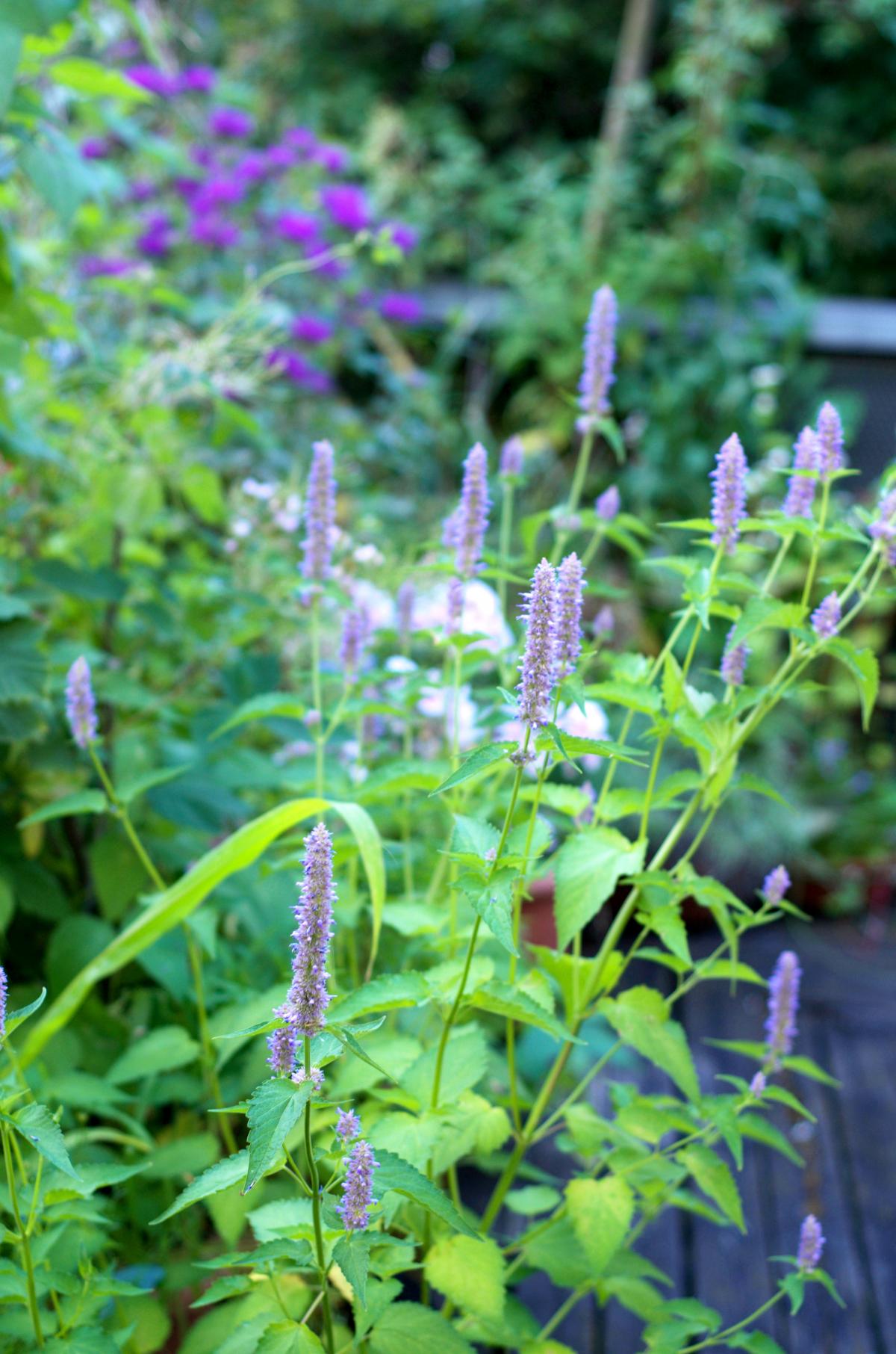 YOK Garten Anfang Juli17