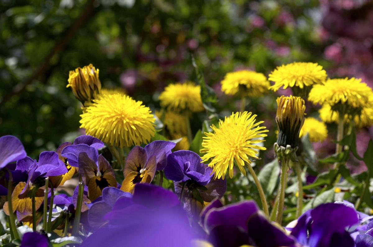 YOKGardenApril201610