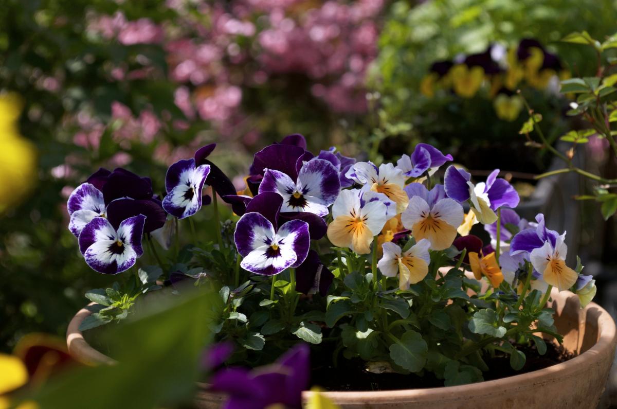 YOKGardenApril201611