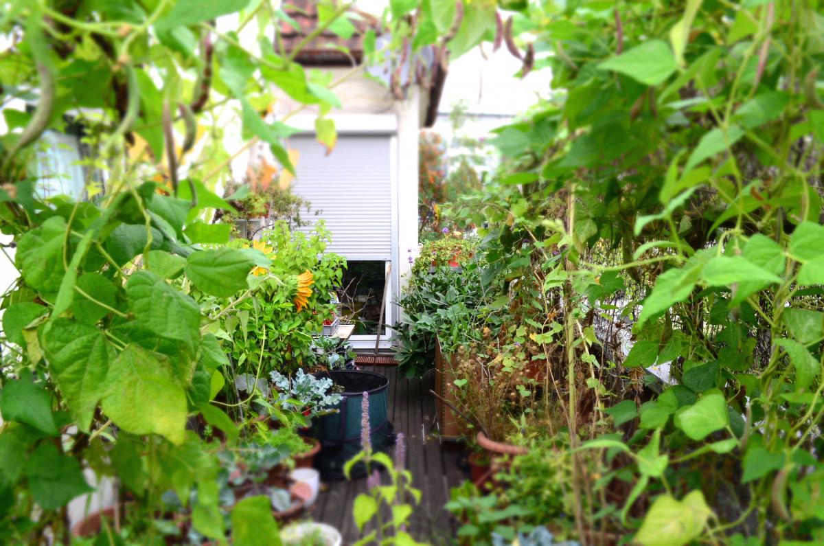 YOKGarten August3
