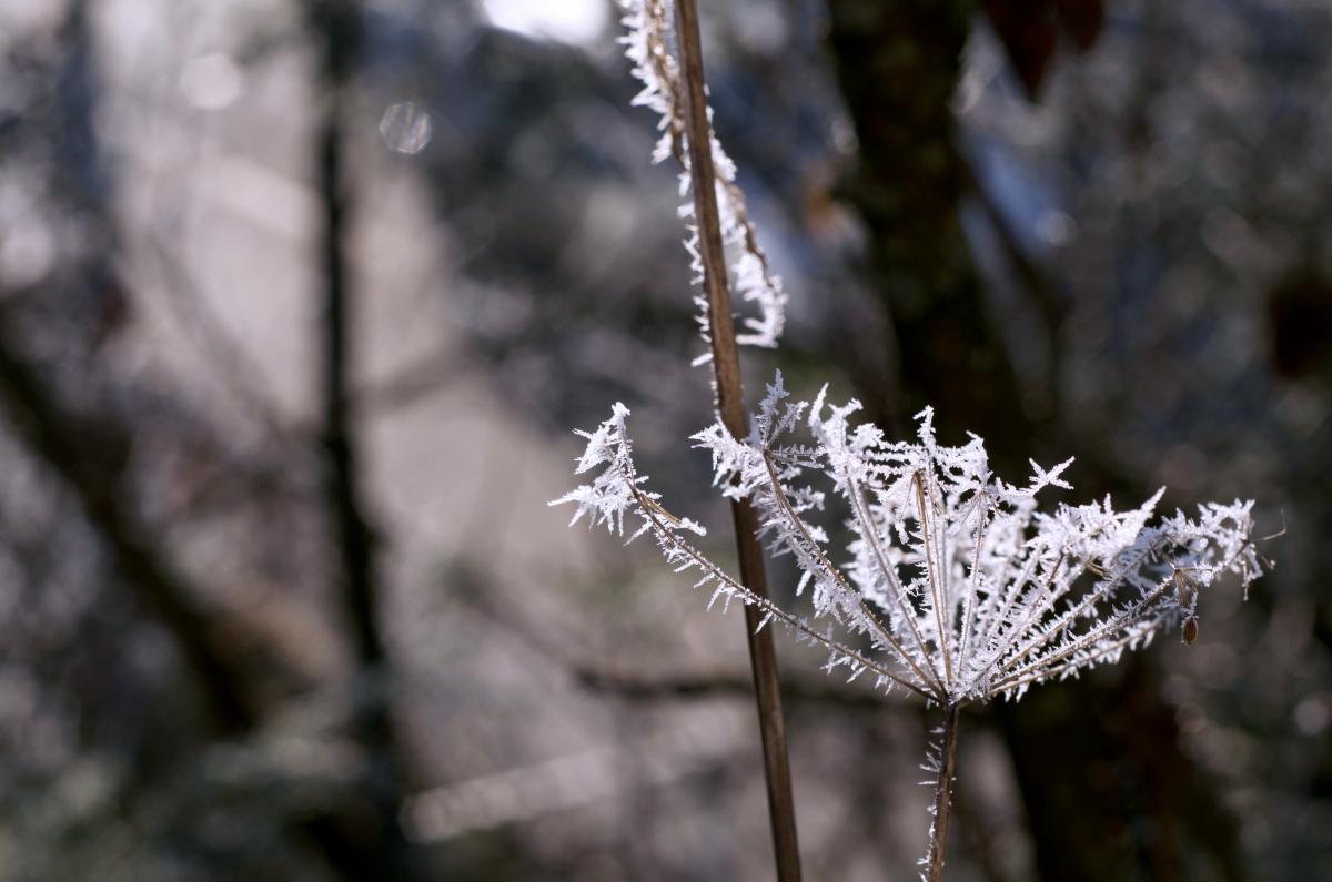 YOKGarten Januar17 01