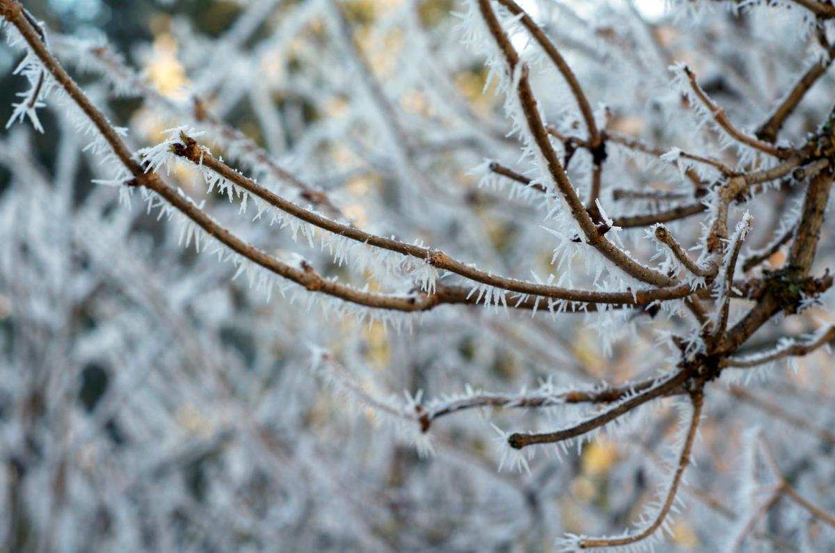 YOKGarten Januar17 02