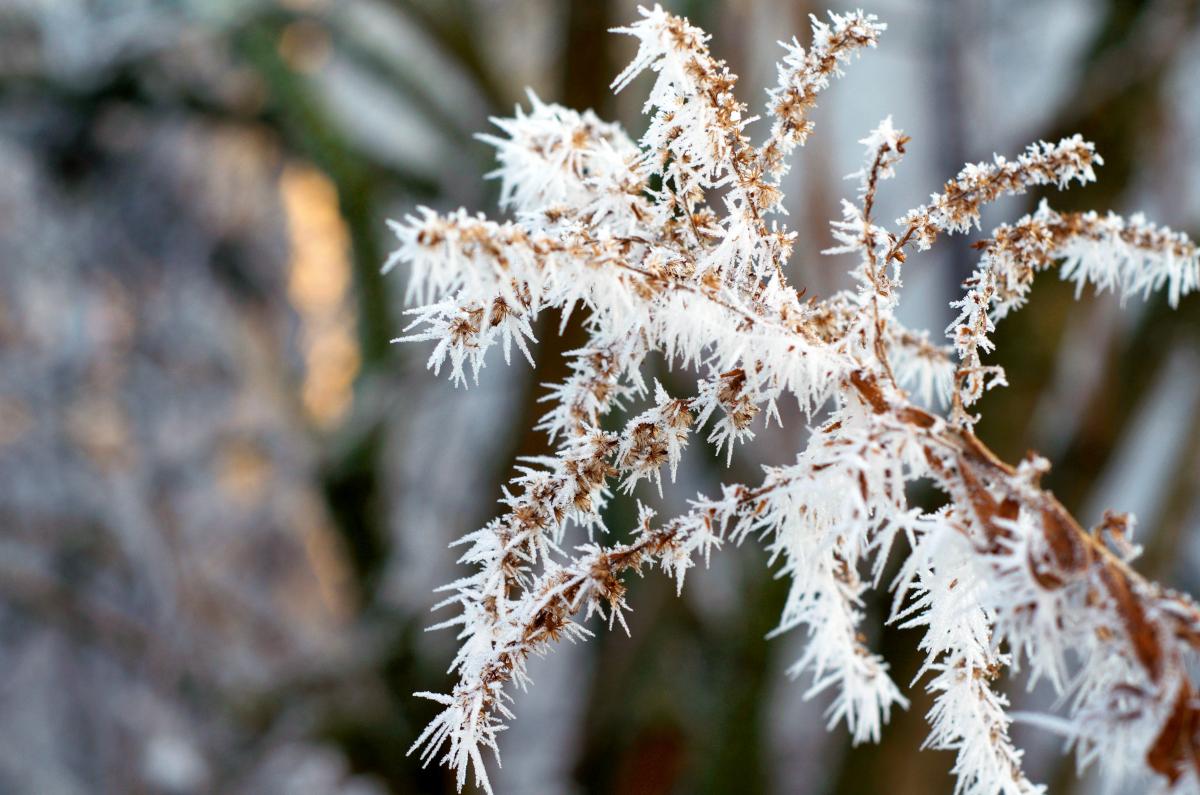 YOKGarten Januar17 03