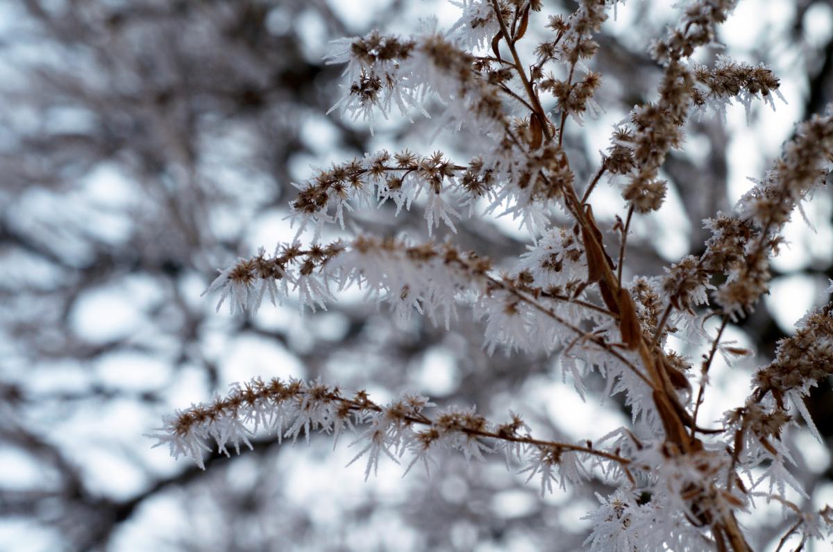 YOKGarten Januar17 04