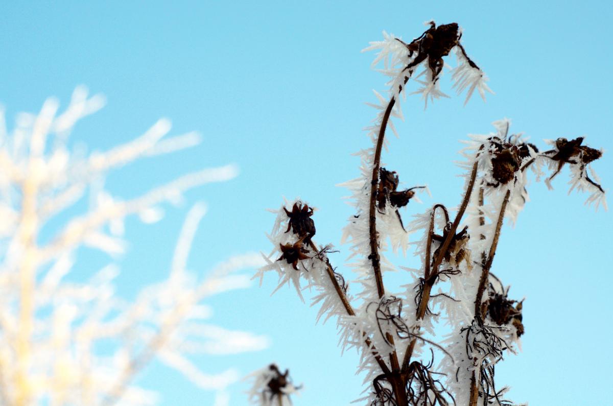 YOKGarten Januar17 05