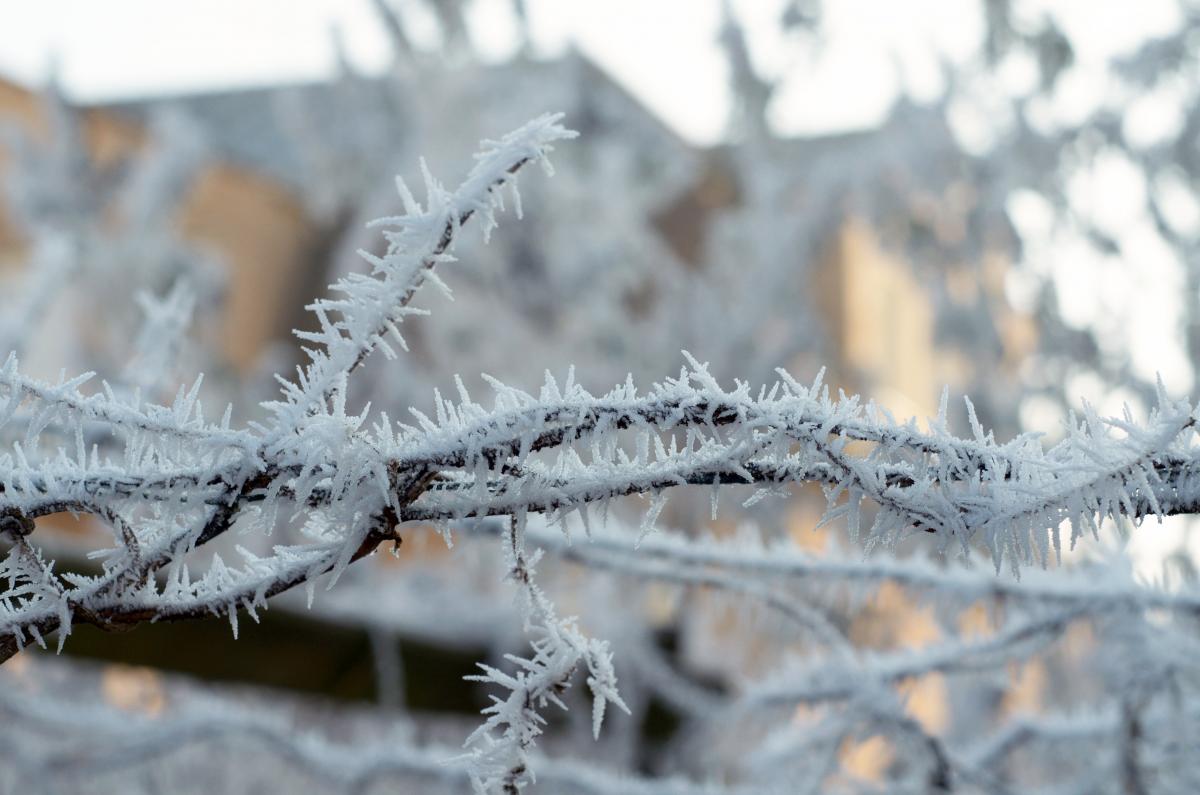 YOKGarten Januar17 07