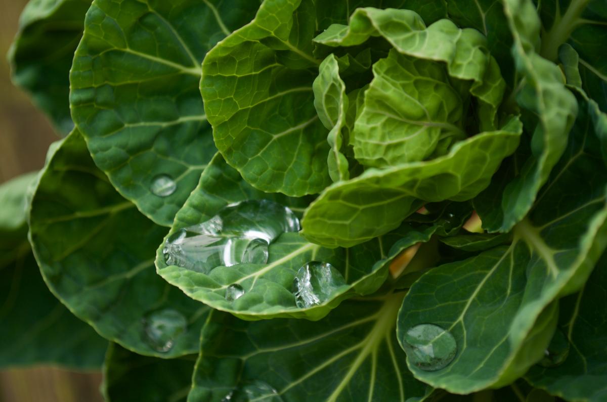 YOKGarten November Kohl