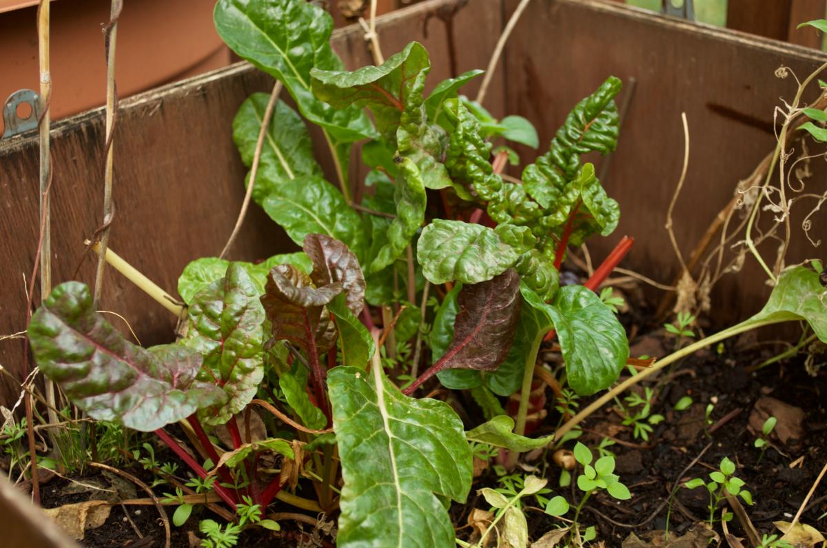 YOKGarten November Mangold
