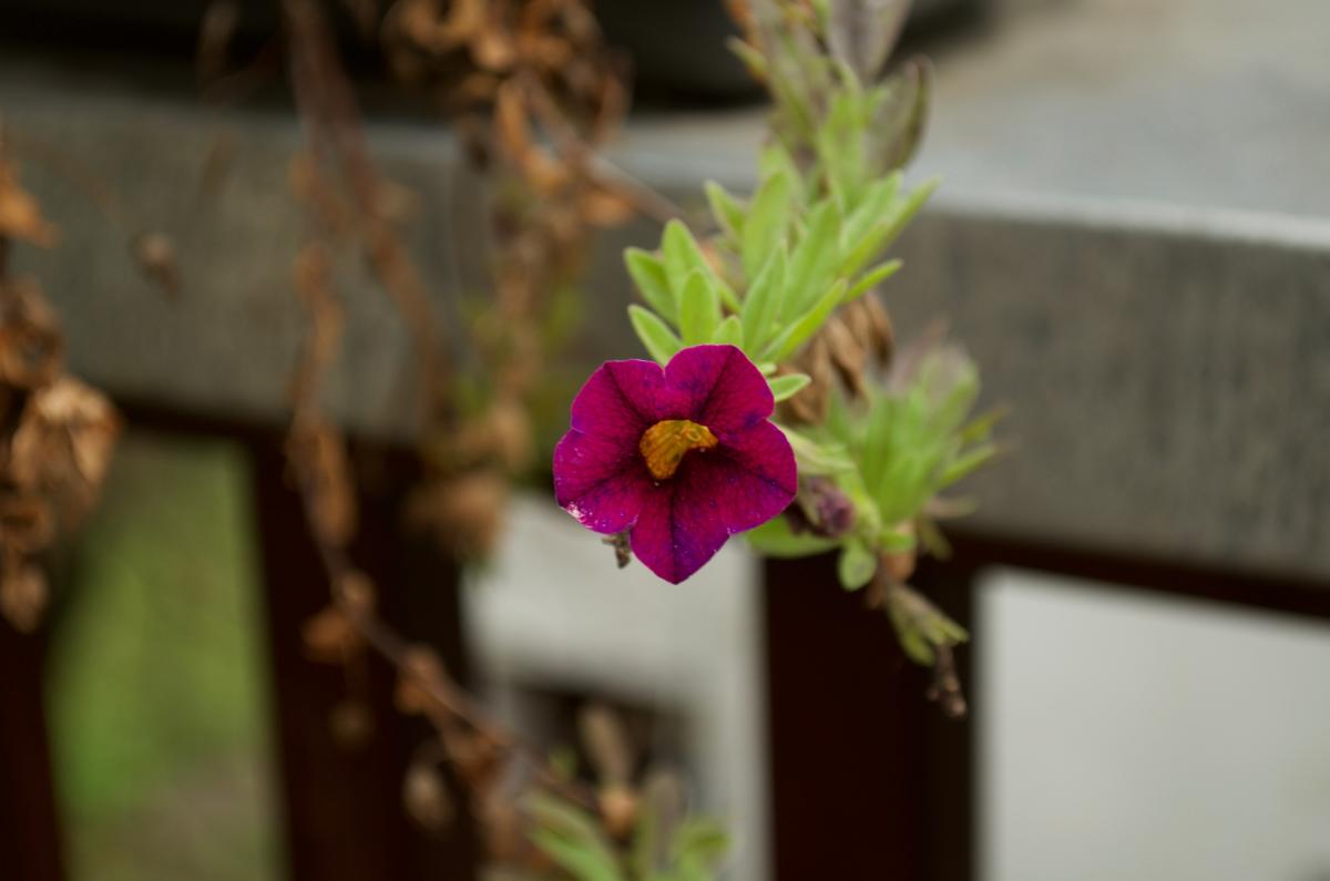 YOKGarten November Petunie