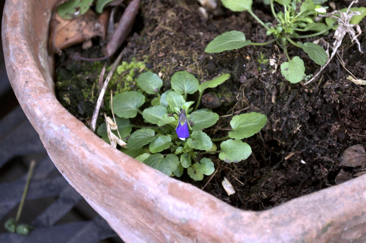 YOKGartenFebruar1602