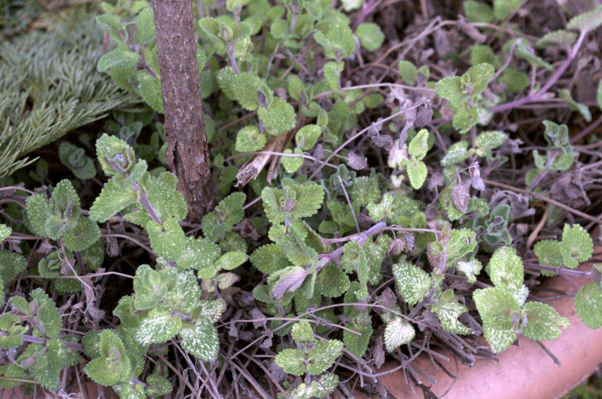 YOKGartenFebruar1603