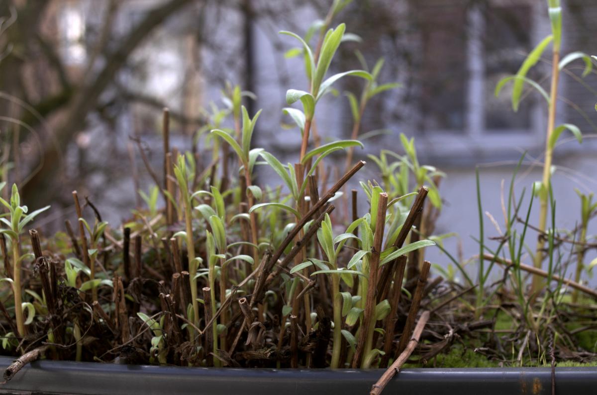 YOKGartenFebruar1604