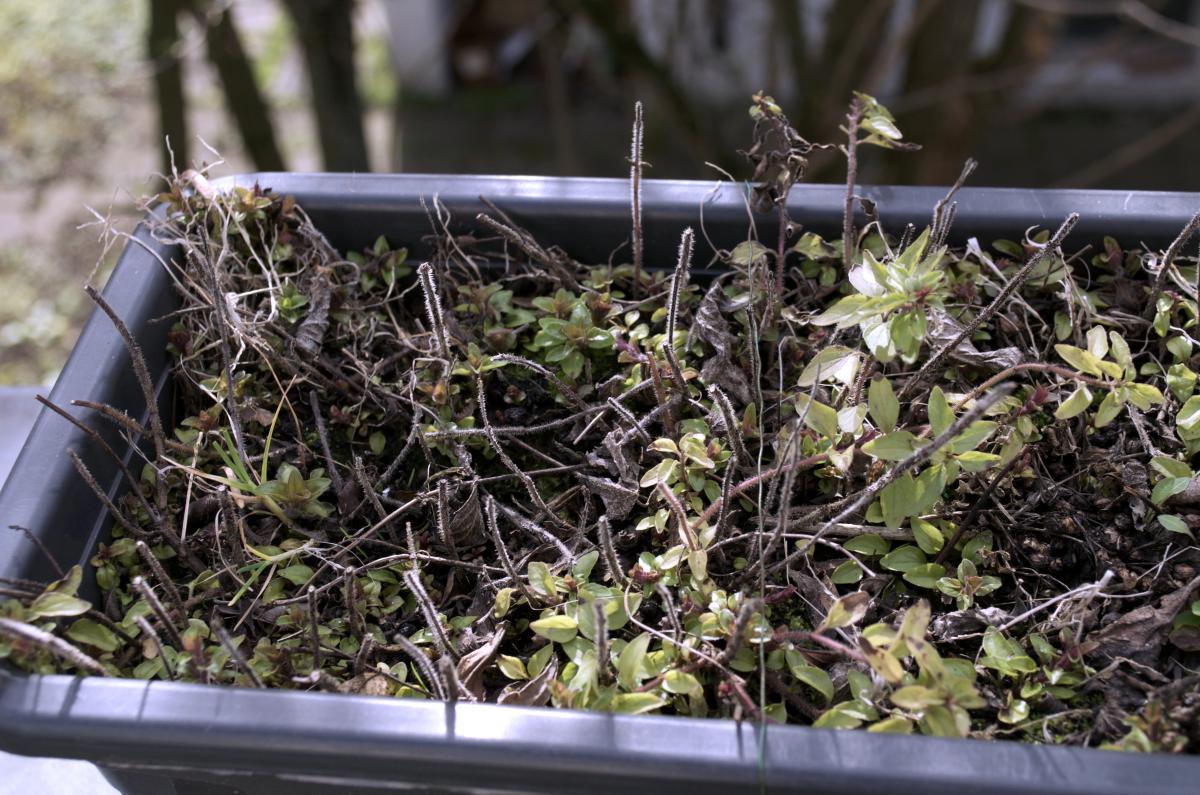 YOKGartenFebruar1605