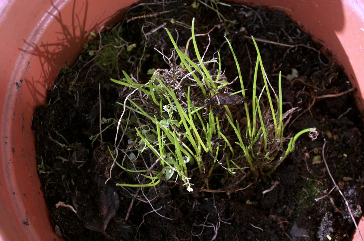 YOKGartenFebruar1606