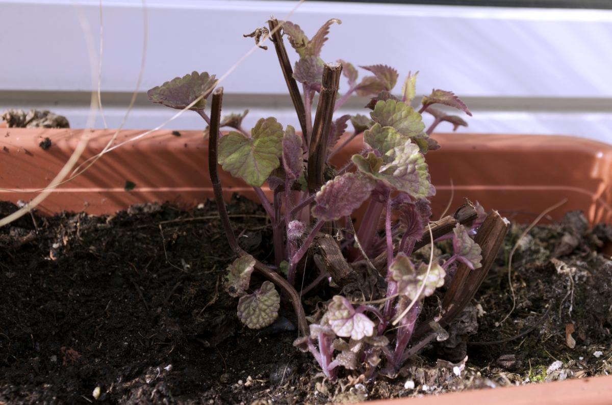 YOKGartenFebruar1607