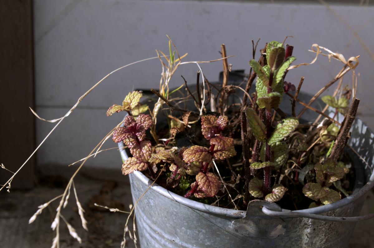 YOKGartenFebruar1608