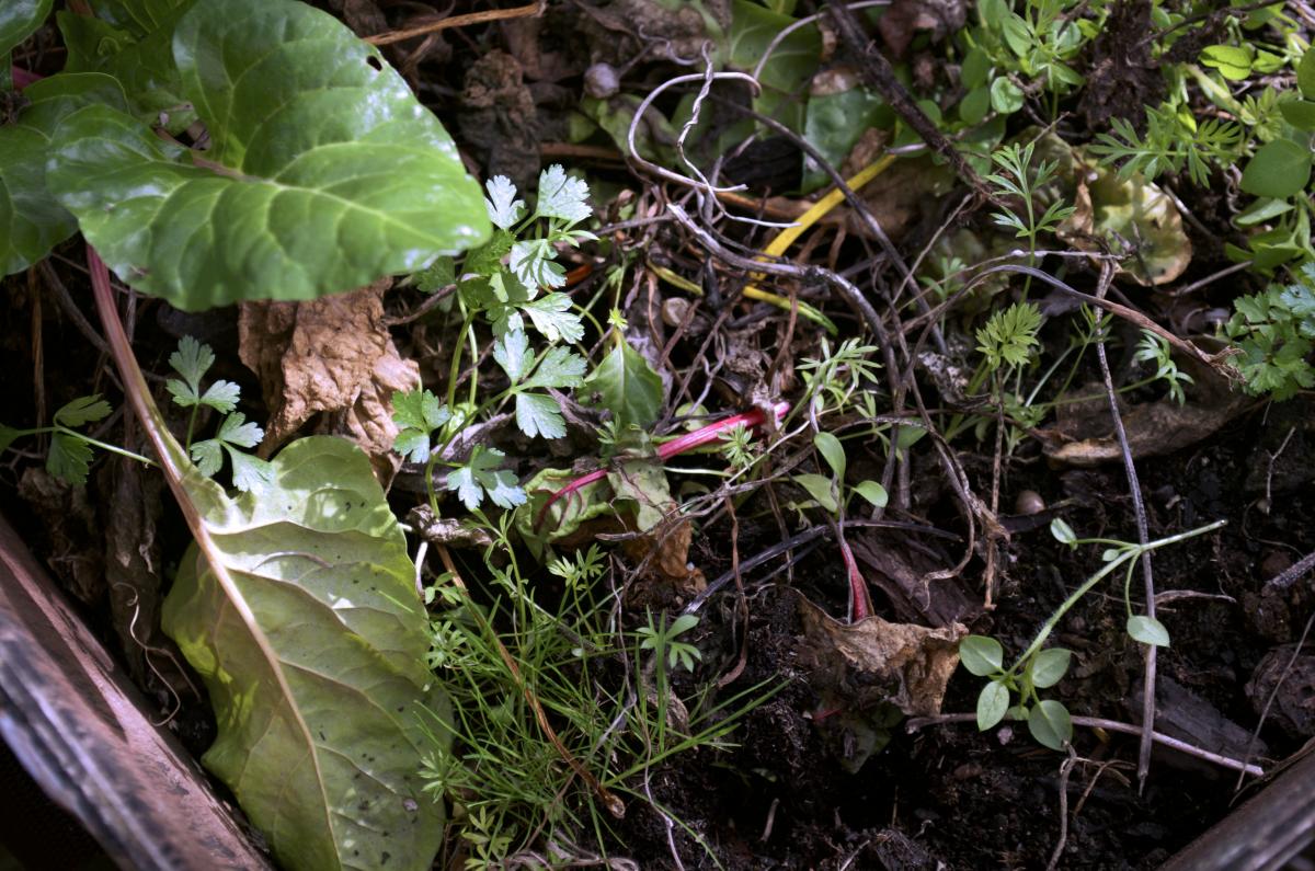 YOKGartenFebruar1609