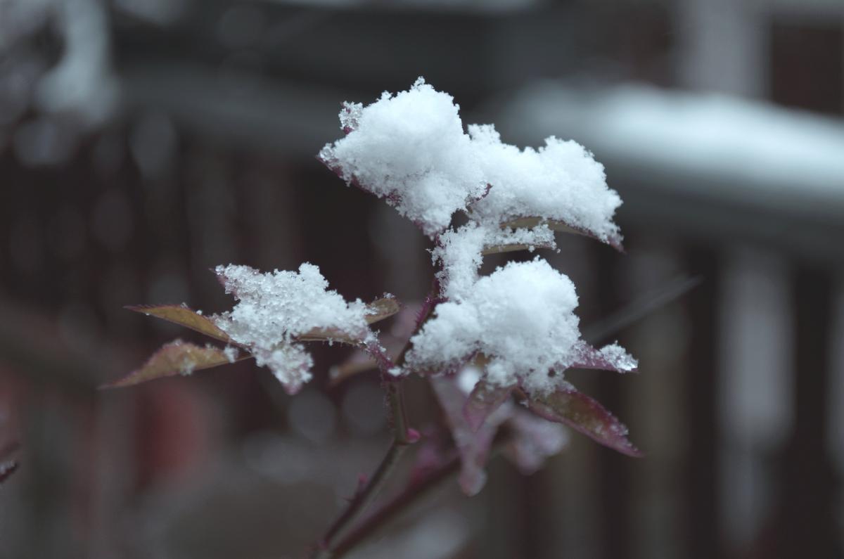 YOKGartenJanuar161