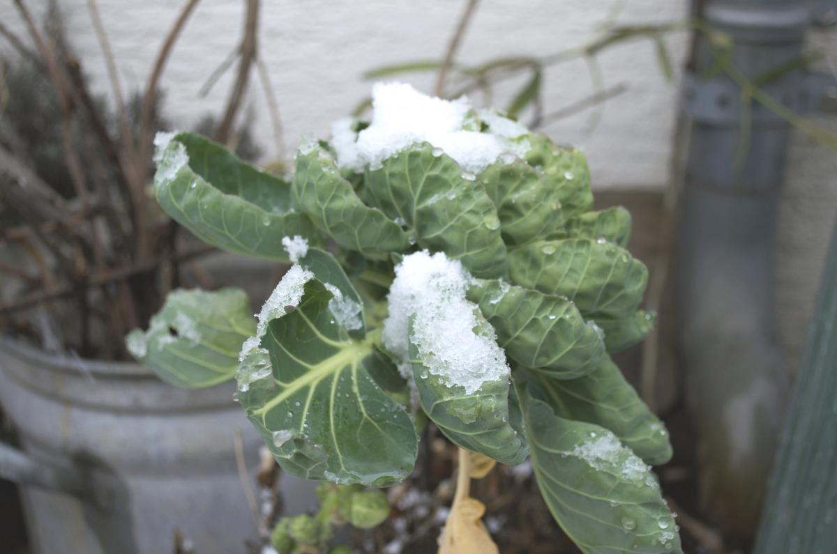YOKGartenJanuar163