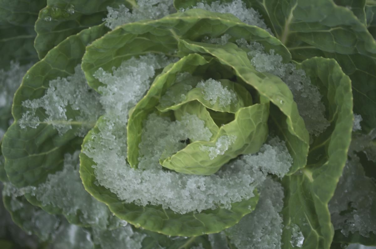 YOKGartenJanuar168