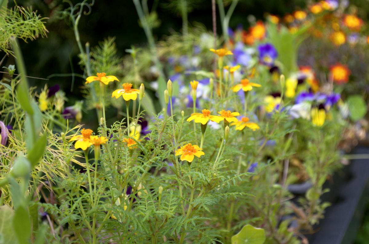 YOKGartenJuli Gewuerztagetes