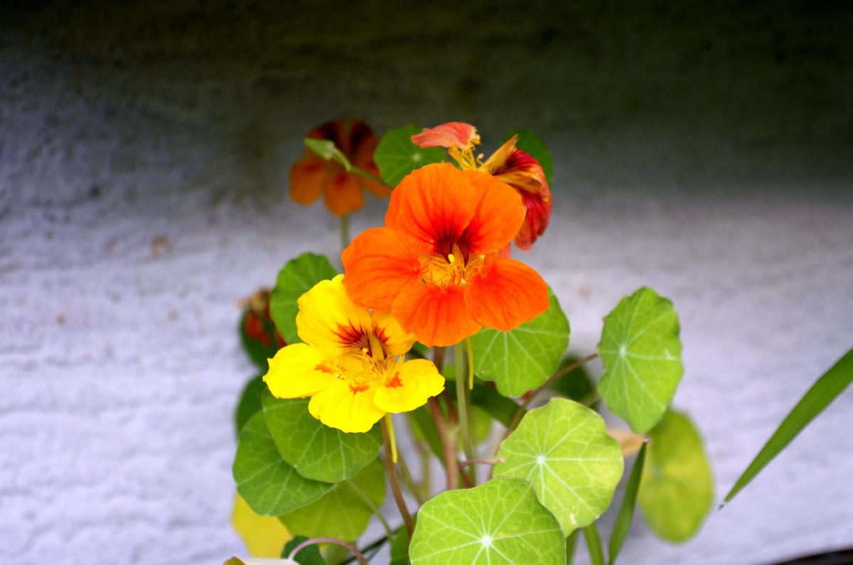 YOKGartenJuli Kapuzinerkresse