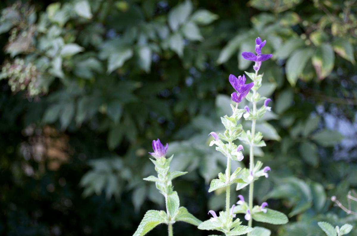 YOKGartenJuli Schopfsalbei