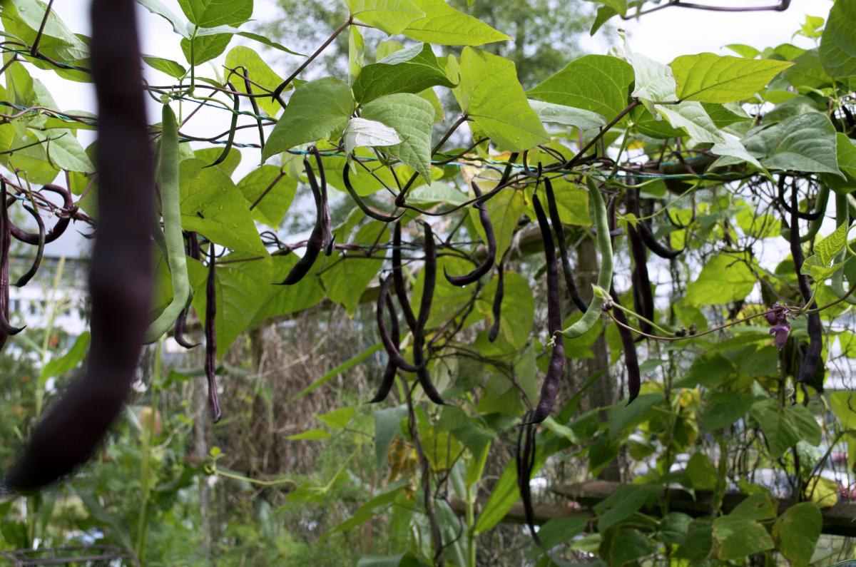 YOKGartenJuli Stangenbohnen