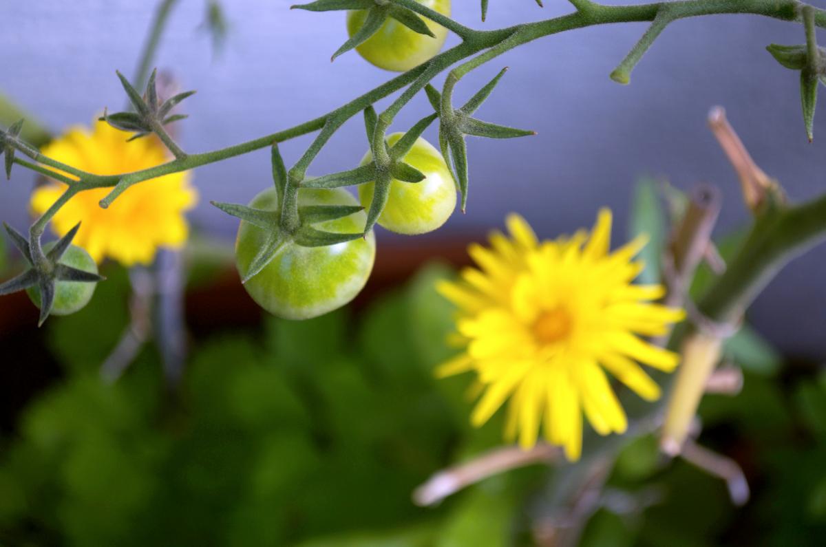 YOKGartenJuli Tomate
